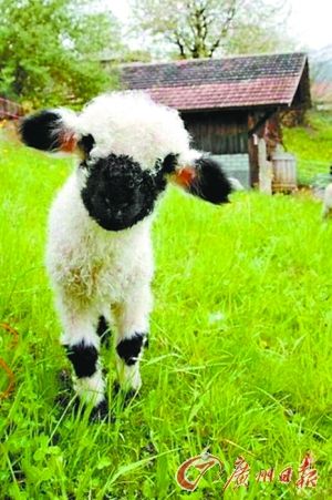 真实世界里,真的存在这种黑脸黑脚白毛毛的羊,它有个霸气的名字:瓦莱