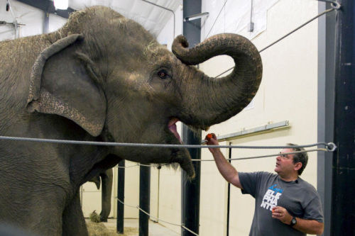 美国知名马戏团将取消大象表演 因涉嫌虐待动物