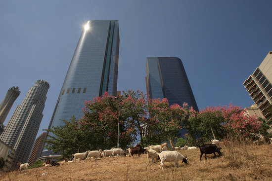 组图:美国洛杉矶市区请来山羊除草