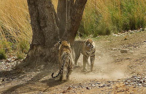 印度摄影师<em>拍</em>下老虎<em>姐妹</em>打斗<em>照片</em> - 资讯交流 