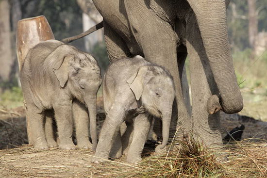 组图：尼泊尔出生首例双胞胎小象