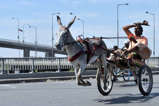巴基斯坦举行疯狂驴车大赛