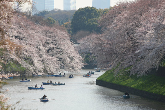 组图：日本东京樱花盛开迎来赏樱季