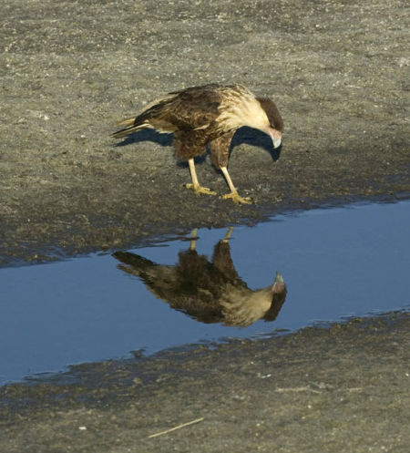 新奇动物图片:罕见金刚鹦鹉接吻 迷你树蛙蹲坐