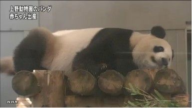 　　东京上野动物园的中国大熊猫“真真”7月5日成功生下熊猫宝宝