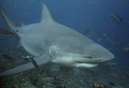 研究称公牛鲨在各类鲨鱼中咬合力最强(图)