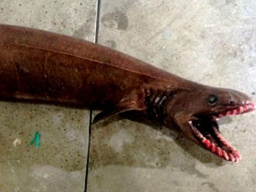 հĴһĹ㣬300żݡһѧΪ(frilled shark)