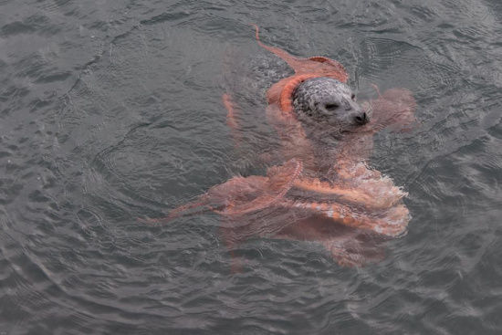 摄影师捕捉海豹吞食章鱼全过程(图)|海豹|捕食