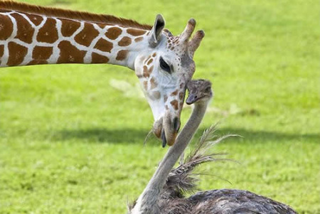 giraffe-ostrich