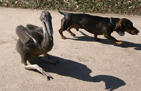 Dog-pelican