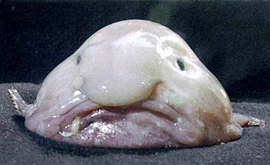blobfish (Psychrolutes marcidus)ˮ