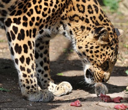 Rat steals leopard's lunch