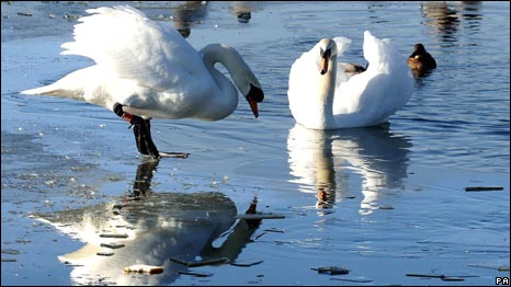 Swans