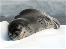 A seal asleep