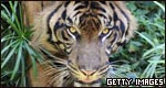 A tiger's face