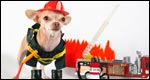 A small dog in a firefighter outfit