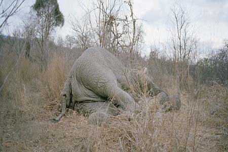 津巴布韦村民因粮食短缺瓜分大象尸体