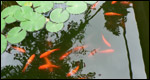 Water lilies and goldfish