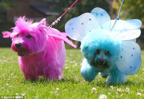 英国美容师给狗狗染色打造彩虹色宠物