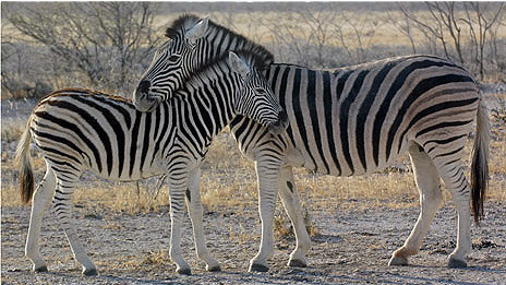 Zebra family