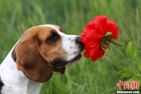 2012年3月5日,一只小猎犬用鼻子嗅花的香味.