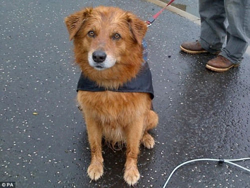 可怜小狐狸被困下水道 被狗发现终幸运获救