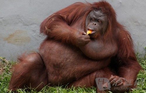 To hell with the diet... An orangutan at Ragunan zoo in Jakarta, Indonesia üʹ