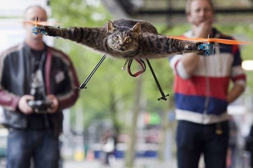 Dutch artist has utilised a dead cat as part of a helicopter exhibit.