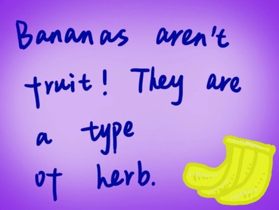 Bananas arent fruit! They are a type of herb
