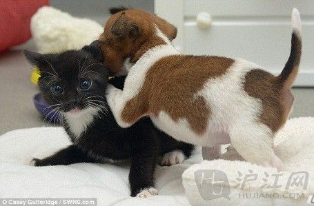 <em>姐妹情深</em>:喵星人与汪星人的美好生活(图)_最新