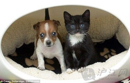 <em>姐妹情深</em>:喵星人与汪星人的美好生活(图)_最新