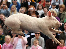 ���˹�����