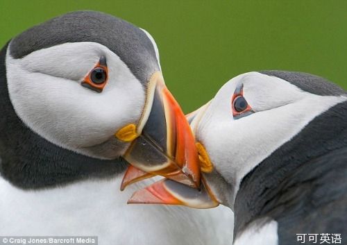 4. They have what is possibly the most adorable mating display among birds: they 