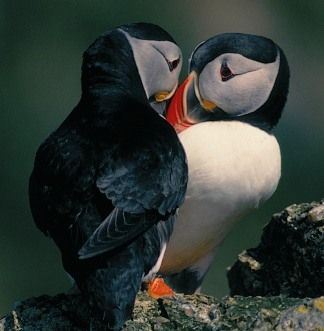 3. They can find their mate after months apart at sea: Puffins spend late August to early spring out at sea, but return to the same breeding grounds, and the same mate, every year. ڷ뼸ºص˴ߣ֪Ӱµ׵괺㣬Ȼصǵľ۾ӵѰԼǰİˣΪ귢