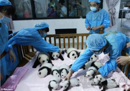 The Chinese government has now set up 50 giant panda research centres. With more than 100 resident pandas, the one at Chengdu  the so- called panda capital of the world  is among the most important. Ŀǰйѽ50èоġҪһλڳɶ100ֻèɶҲΪèĴ׶ Also known as the Chengdu Panda Base, the facility in Sichuan has been breeding and researching the huge black and white creatures since 1987. The not-for-profit research and breeding compound started with 6 giant pandas that were rescued from the wild. оҲΪɶèأ1987һλĴɶĶڴèķоʱӯķоϻؽ6ֻҰȻĴè