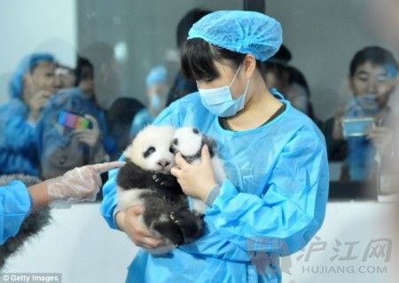 Twenty baby pandas, of which 17 survived, have joined the 128-giant-panda-family at the Chengdu Research Base of Giant Panda Breeding. ɶèоĶʮֻè17ֻɻ128ֻèɵļͥ