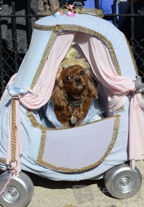 8. A dog dressed as 