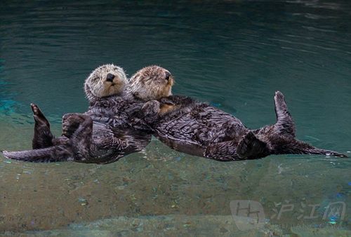 1. theres a little pouch on an otters body where it can keep its favorite rock