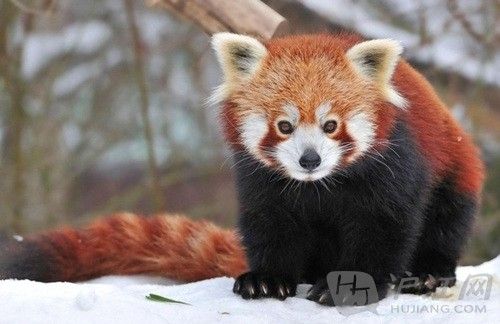 7. Red pandas can have tails that grow up to 18 inches  despite being the size of a house cat. СèβͿԳ18Ӣ(Լ46׳)ֻһֻèĴС(βԼ14Ӣ)