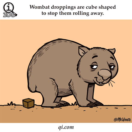 动物双语趣知识:为何袋熊的便便是立方形?