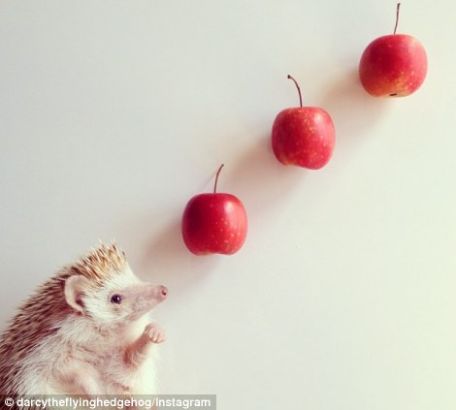 Darcy the hedgehog has a stare-off with an owl over who gets to eat the apple - however seems to have won the triple jackpot in the next photograph. Darcyһֻèͷӥƻ׼һƬDarcyƺӮƻŶ