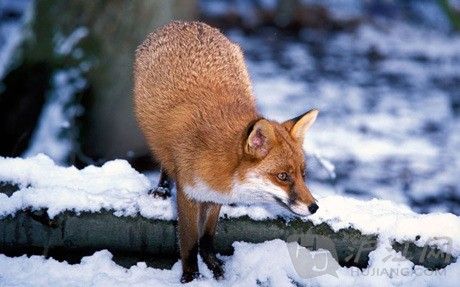 Looking alert, a fox crosses a fallen branch. һֻ꾯ؿһκԵɡ
