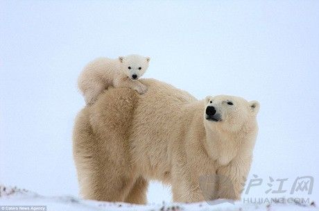 有爱一家:北极熊宝宝和妈妈的温馨瞬间