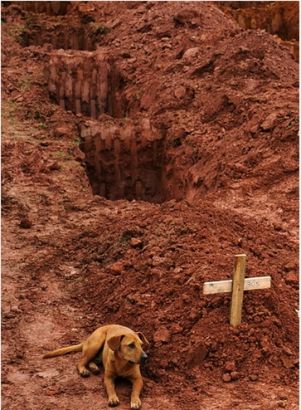7. This dog Leao, refused to leave the owners graveside after she was killed in landslides in Brazil. ֻµĹڰһɽ廬ȥ¼˵ķĹԱ߲Ըȥ