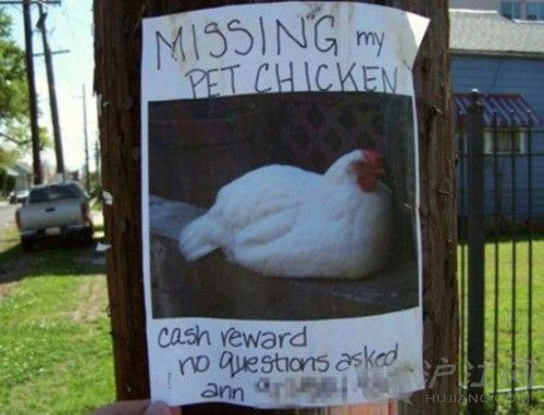 lost chicken