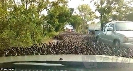 泰国十万鸭子过马路 吓呆摩托车手们(双语)