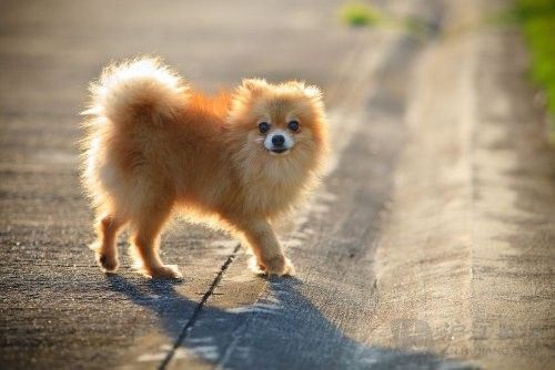 Pomeranian 