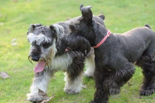 Miniature Schnauzer ѩ