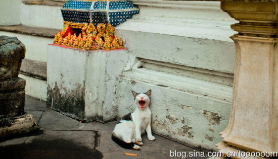 泰国街头的猫猫狗狗教你放松