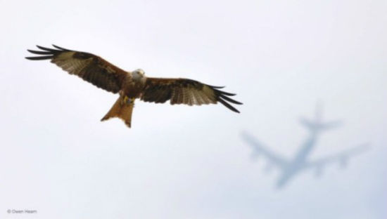 . Flight paths. Owen Hearn, UK. Winner 2012, 11-14 Years. Nikon D90 + 300mm f4 lens + 1.4xteleconverter;1/1000 sec at f5.6; ISO 500; Manfrotto monopod.